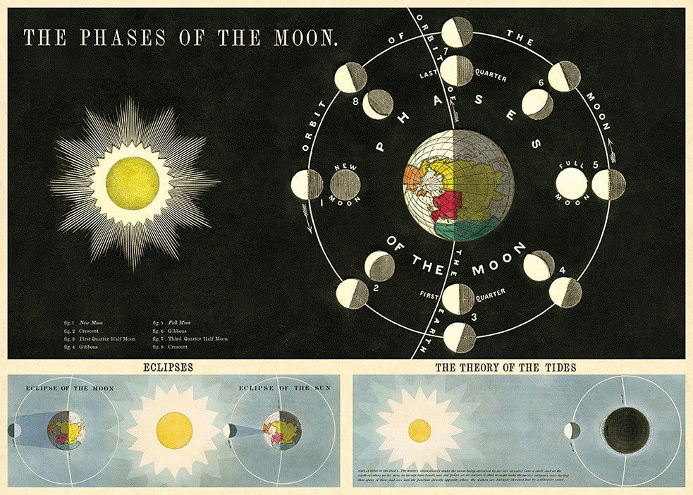 Moon Phase Of Moon Essay