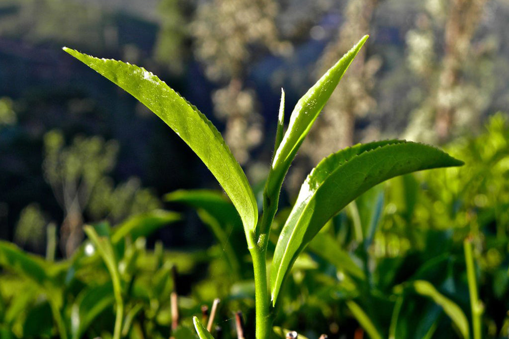 How Much Caffeine Is In Your Tea Stash Tea