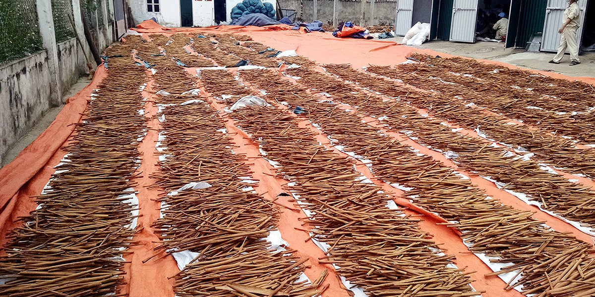 Cinnamon drying | Sourcing Stash | Stash Tea