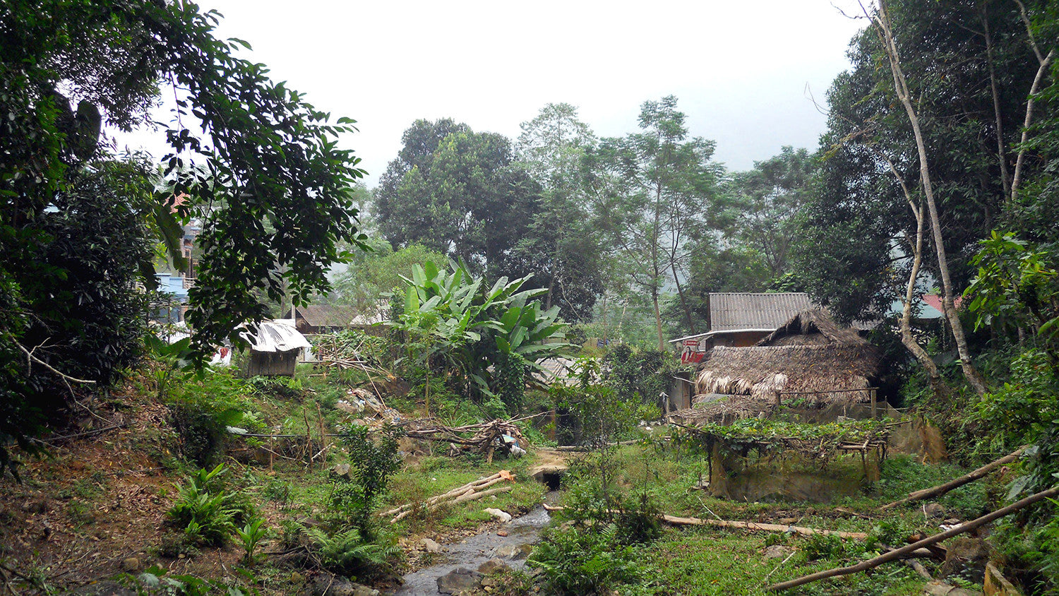 Homes in cinnamon tree forest