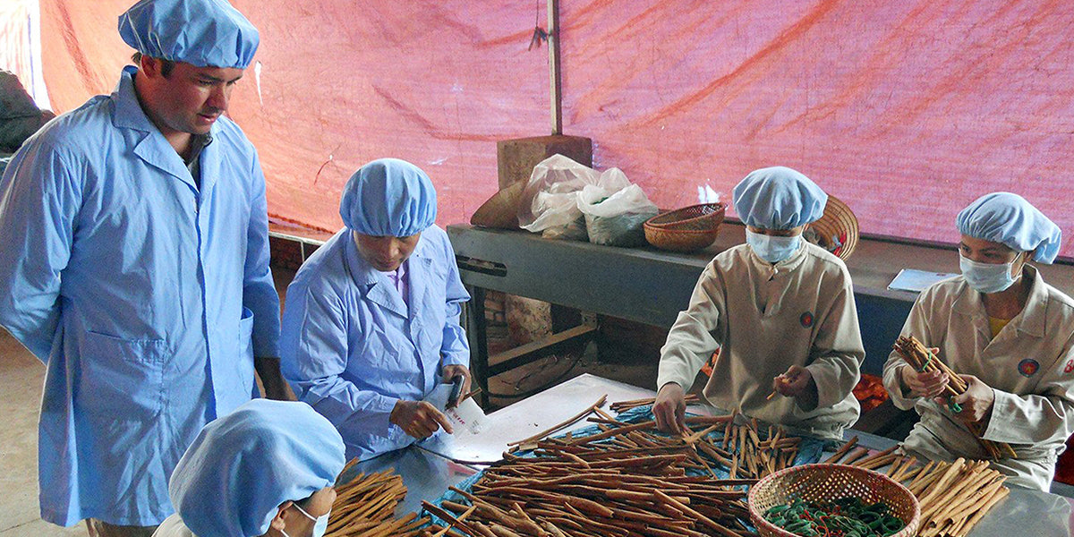 Cinnamon sorting | Sourcing Stash | Stash Tea