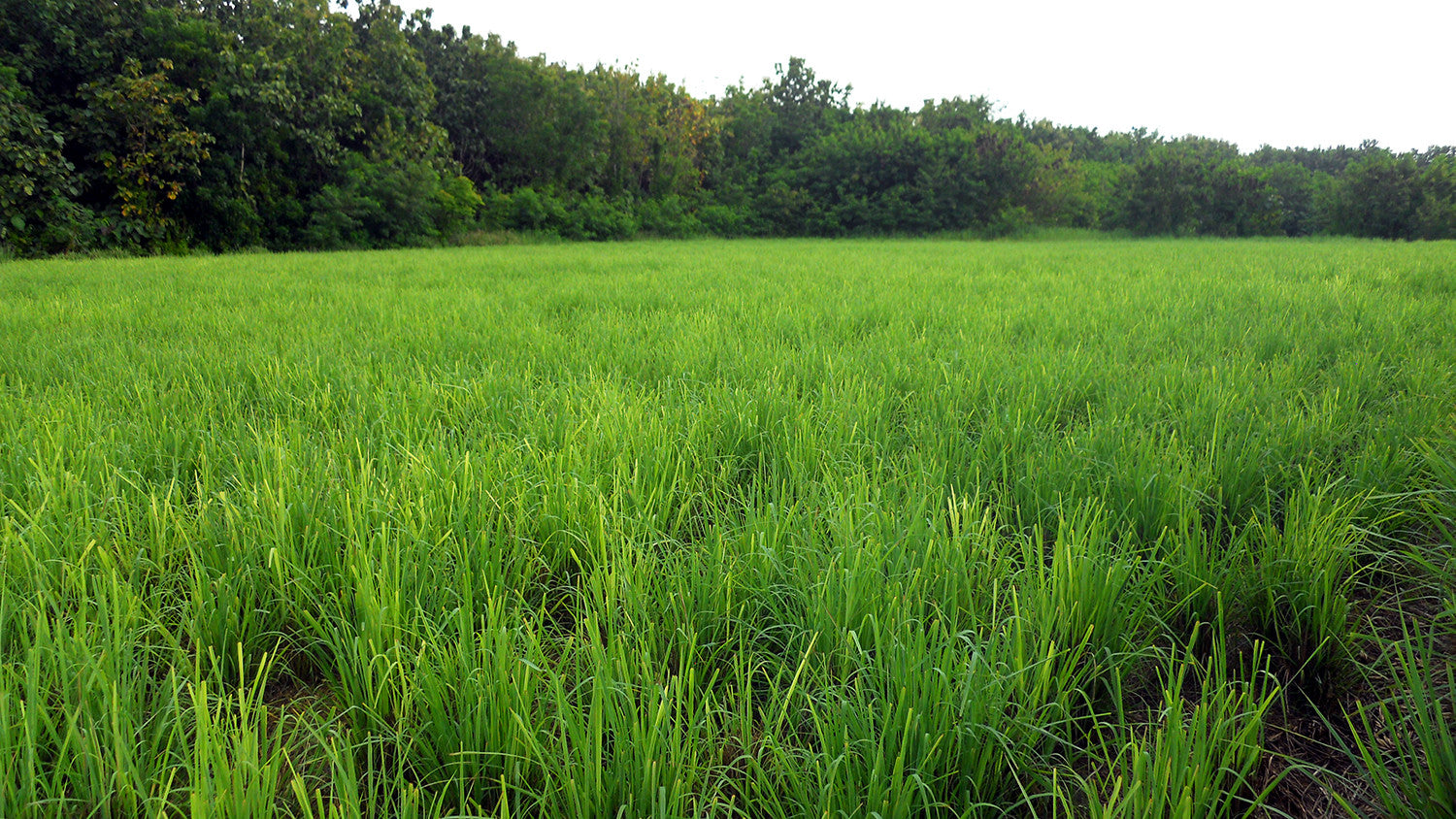 Lemongrass and tea | Fresh lemongrass grows in small fields | Stash Tea