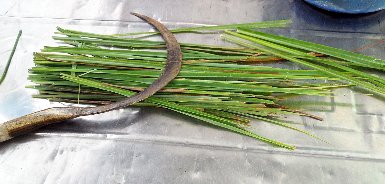 Lemongrass and Tea | Cutting Lemongrass with a scythe | Stash Tea