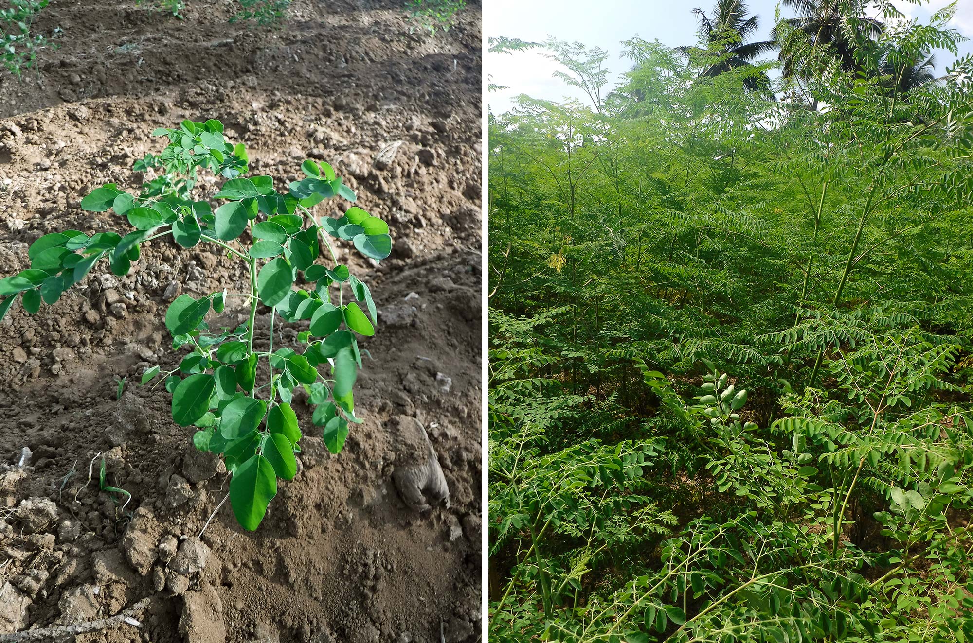 Organic Moringa Mint