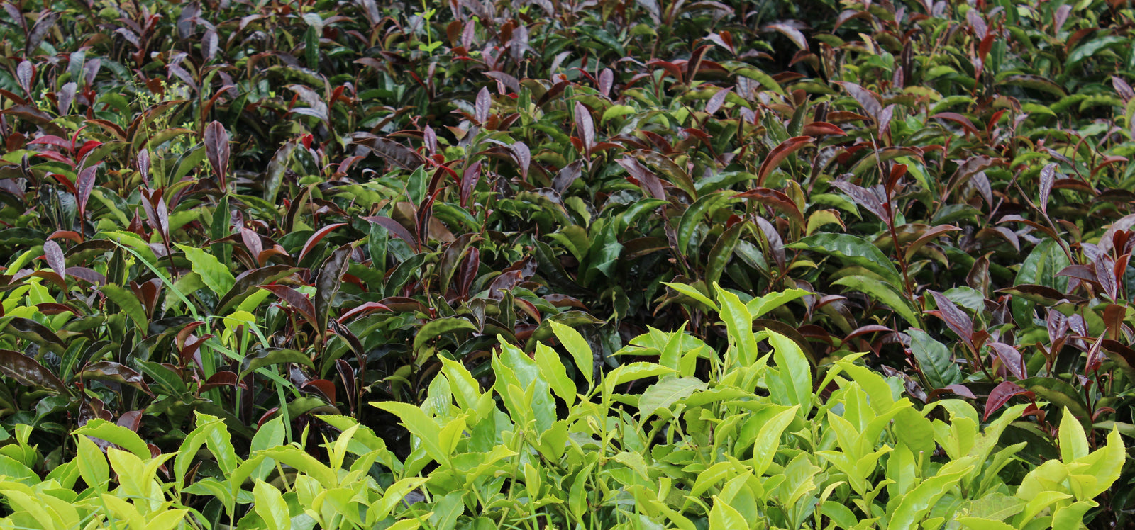 Purple Tea Plant