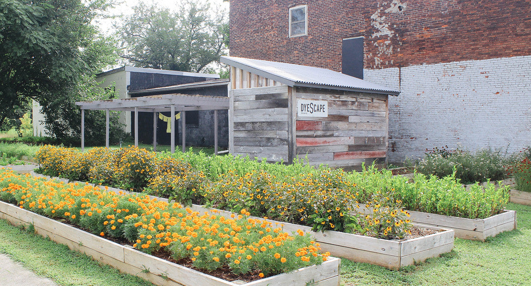 urban dye garden in bloom