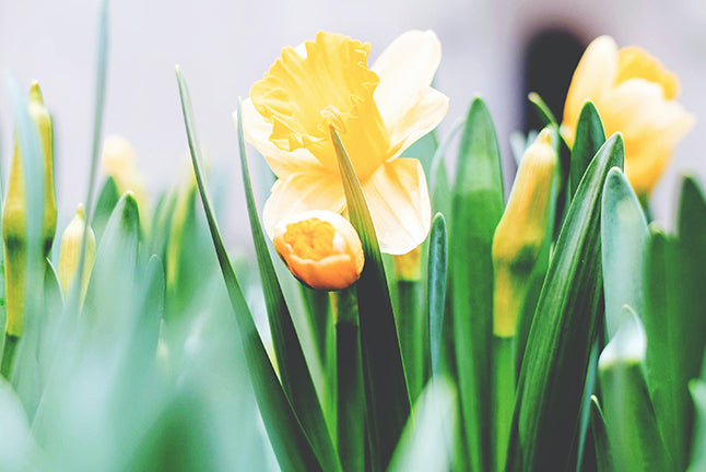 Daffodil Bulb Spring Gardening Unsplash In-Excess