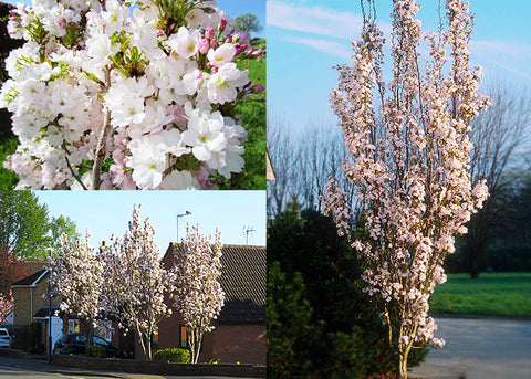 Photo of Prunus Amanagowa