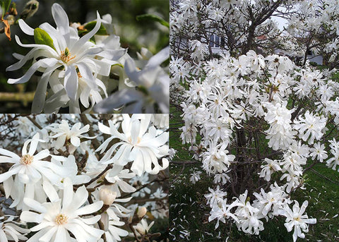 Magnolia Stellata Royal Star Tree Flowers Photo