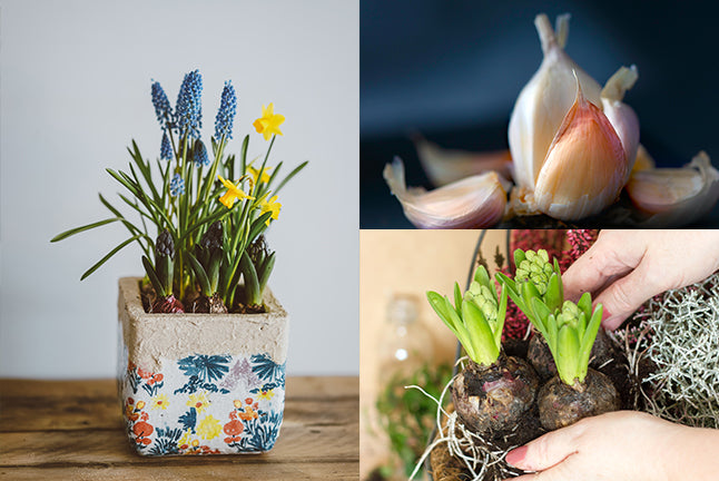 Spring Bulb Medley Image Garlic basket pot 