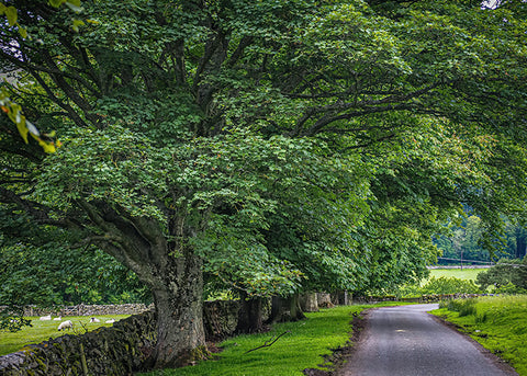 UK English Tree countryside