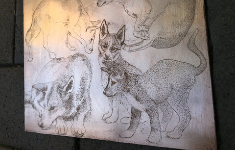 sneak peak of copper plate etching 'Dingo Tales" by CAE carol ann edelkoort