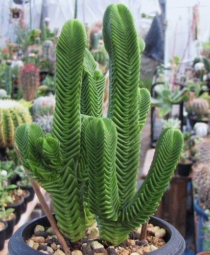 Crassula pyramidalis - succulent - 10 seeds
