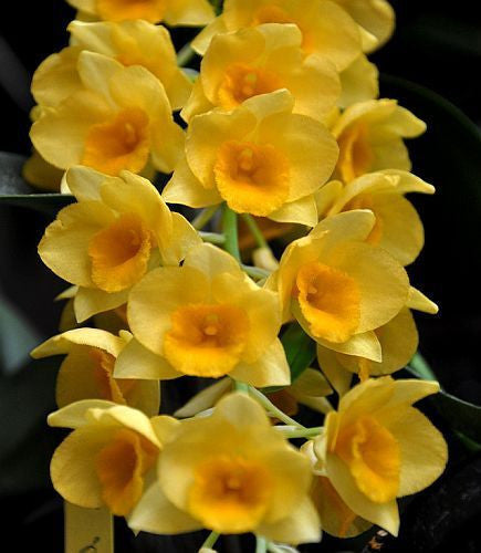 Dendrobium griffithianum - orchids - 100 seeds