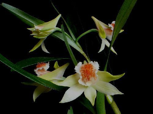 Dendrobium wiliamsonii - orchid - 100 seeds