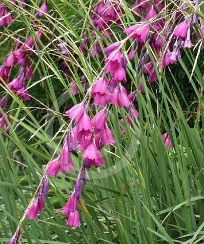 Dierama pendulum - fairy bell - 5 seeds