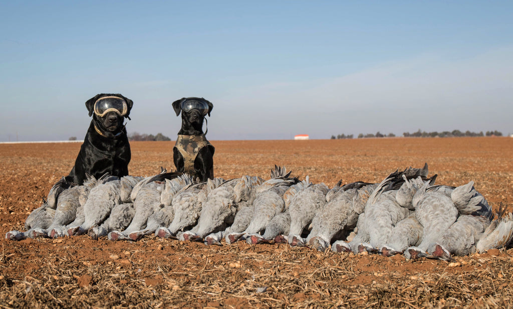 Bird that Bites Back - Hunting Sandhill Crane – Rex Specs