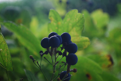 Blue Cohosh 100 Count 00 Capsules 700mg