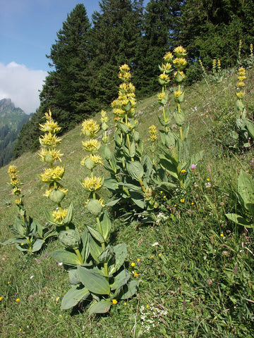 Gentian Root Powder Bulk By The Ounce