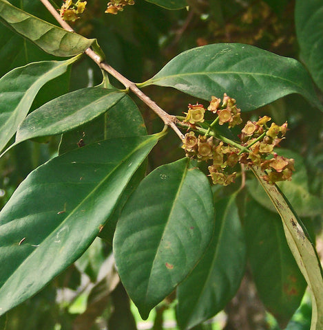 Bay Leaf Powder Bulk By The Ounce