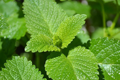 Lemon Balm Leaf Powder Bulk By The Ounce