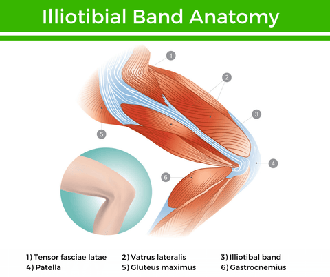 An infographic showing the anatomy and muscles of the human knee, highlighting the muscles around the Illiotibal Band. It includes labels that read: 1) Tensor fasciae latae 2) Vatrus lateralis 3) Illiotibal Band 4) Patella 5) Gluteus maximus 6) Gastrocnemius.