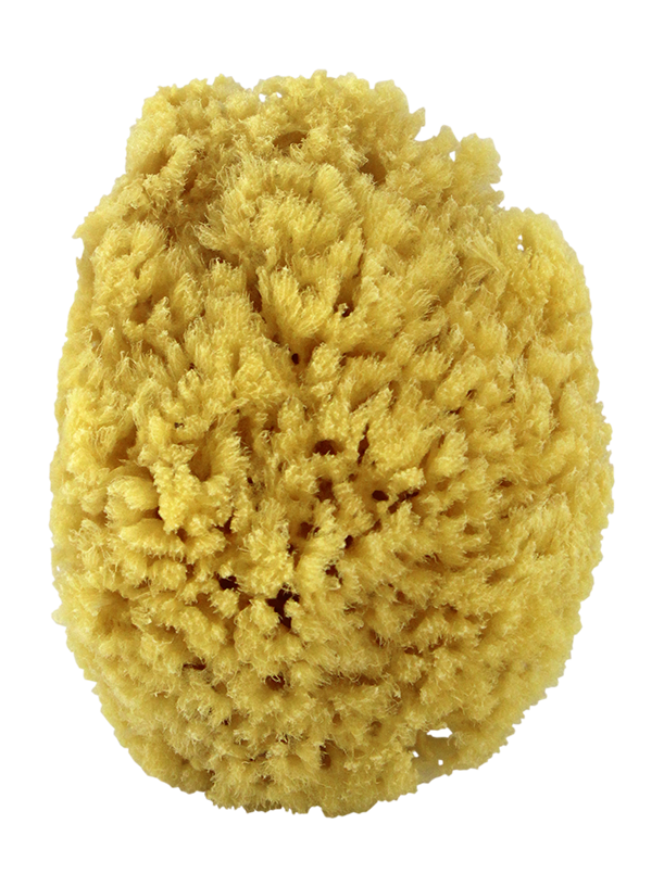 Natural Sea Sponge. Yellow Sponge 4"- 4.5". | Swissco LLC