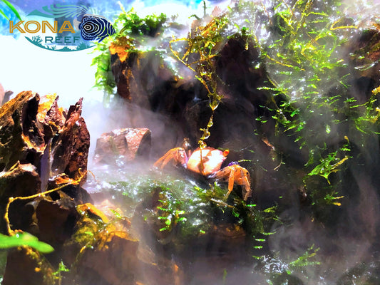 Vampire Crabs, Dinosaur Eel, Cichlids
