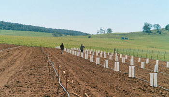 truffle irrigation