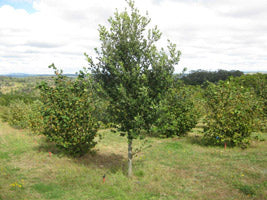 Truffle farm irrigation