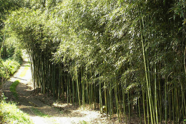 Bambou Keichiku Shinai