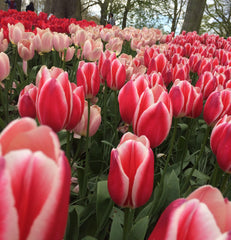 Pink tulips