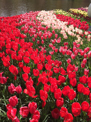 Tulip Gardens