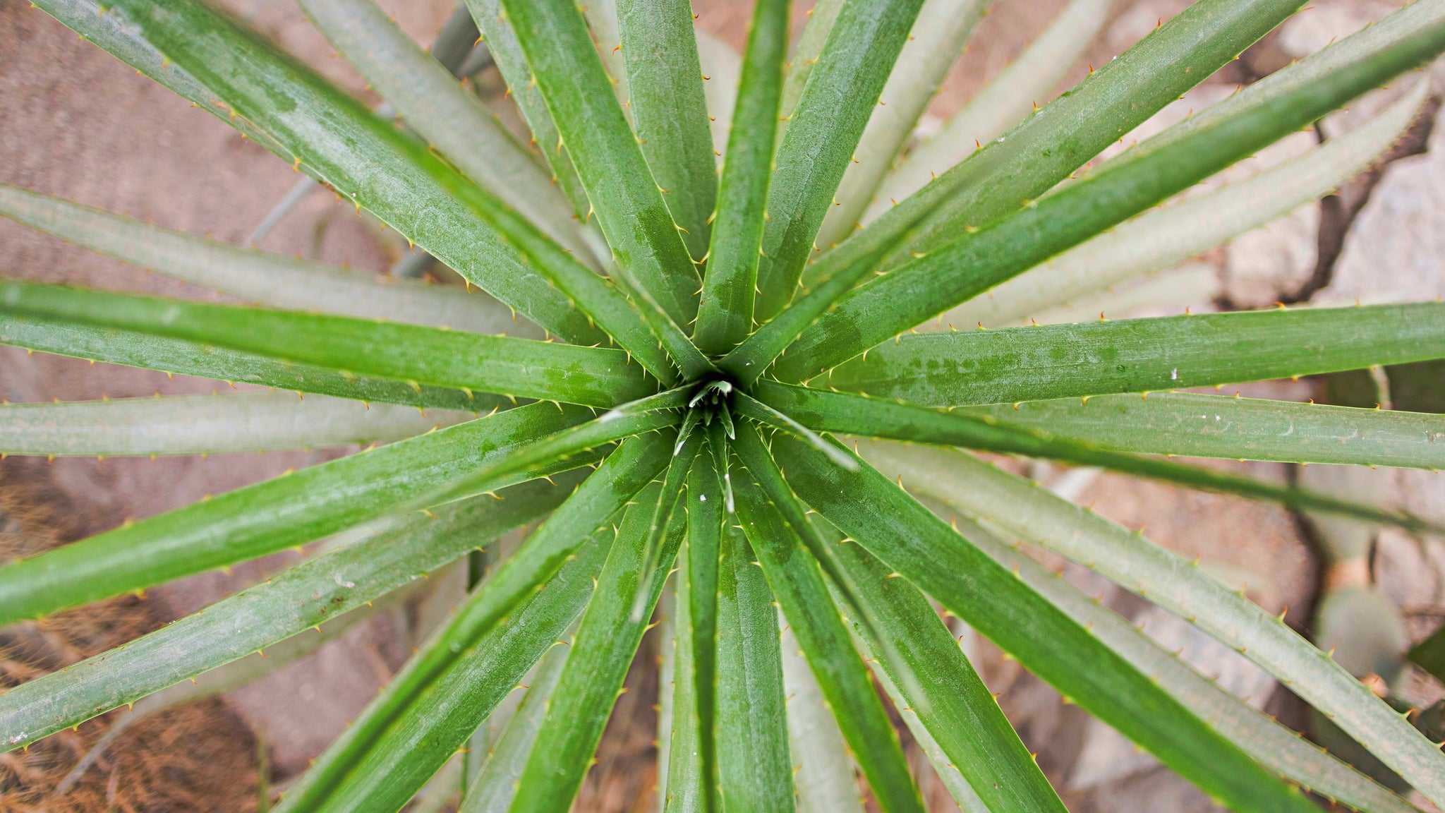 aloe vera for blemishes and acne