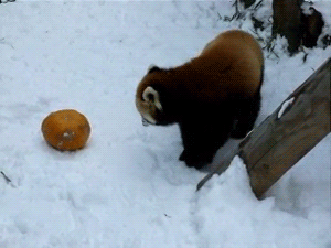 red panda playing with a pumpkin
