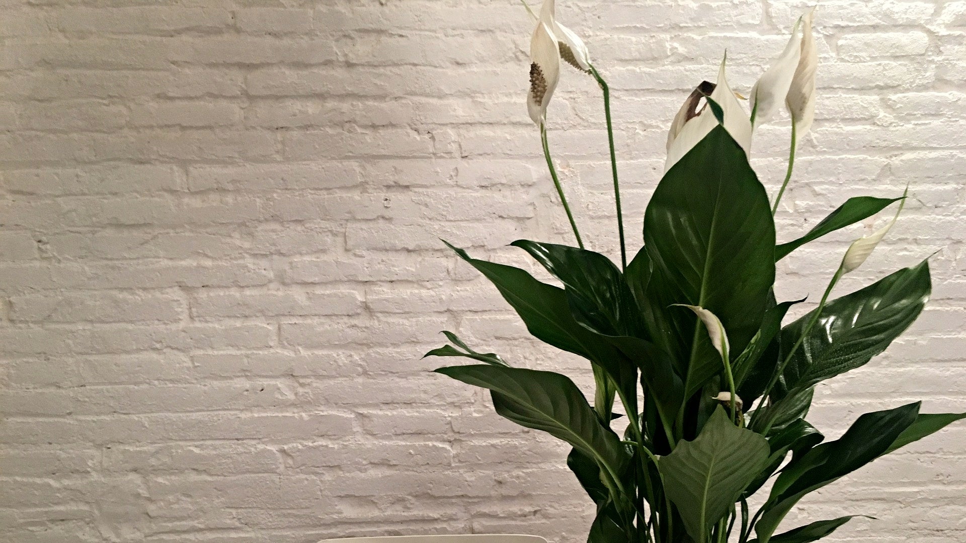 peace lily