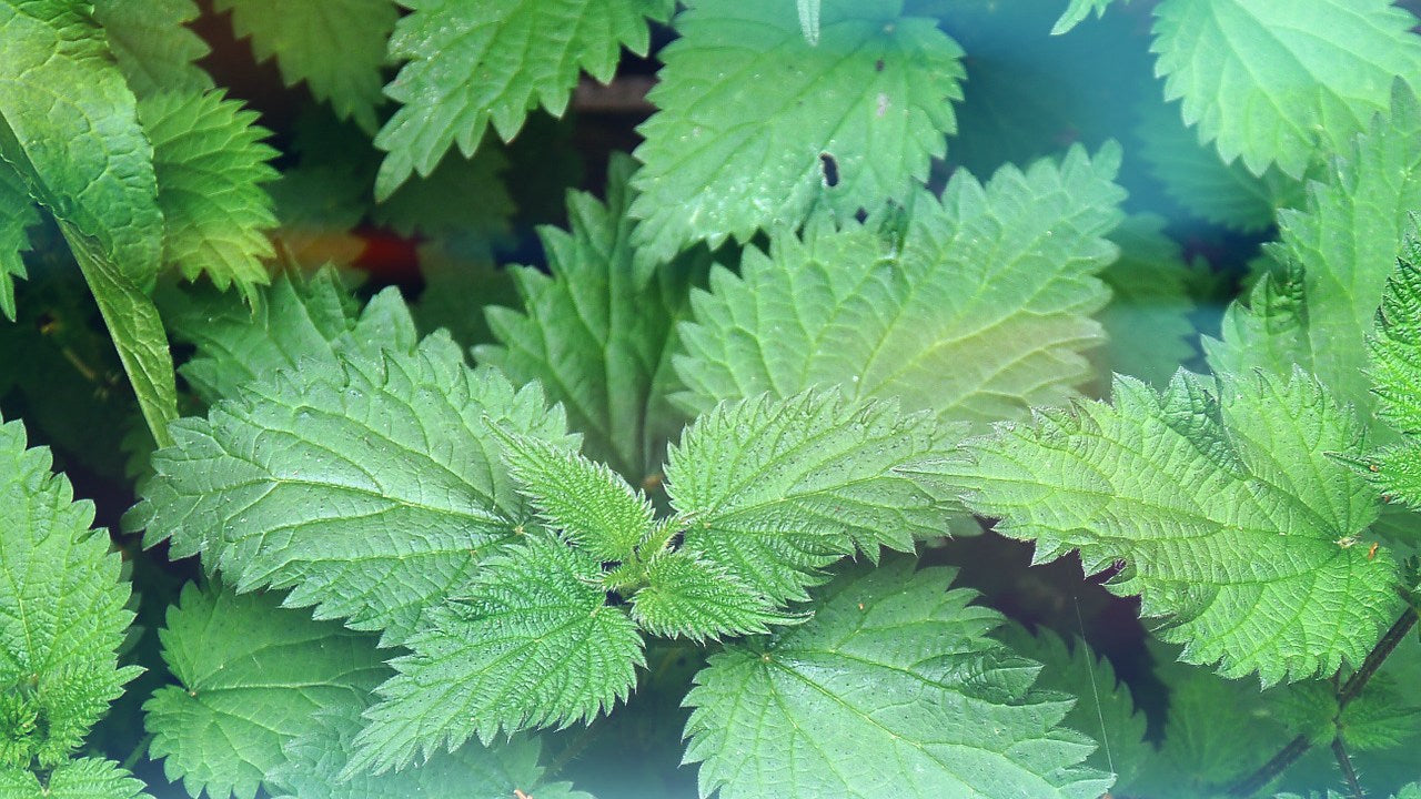 nettle leaf for hair care