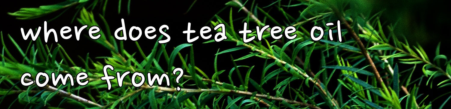 where does tea tree oil come from?