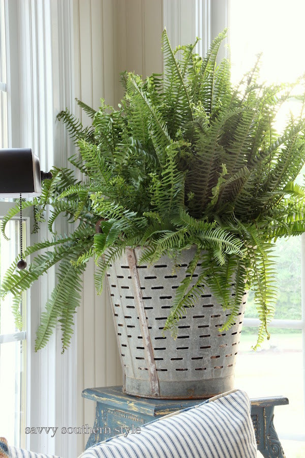 Gardening with Antiques - galvanized olive bucket fern