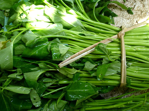 All Green Hydroponics Spinach