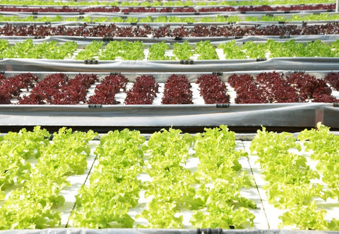 What Is Hydroponics? Garden of Hydroponic Greens