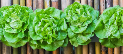 All Green Hydroponics Lettuce