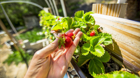 aquaponics fruit