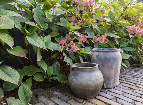 Pots beneath green leaves