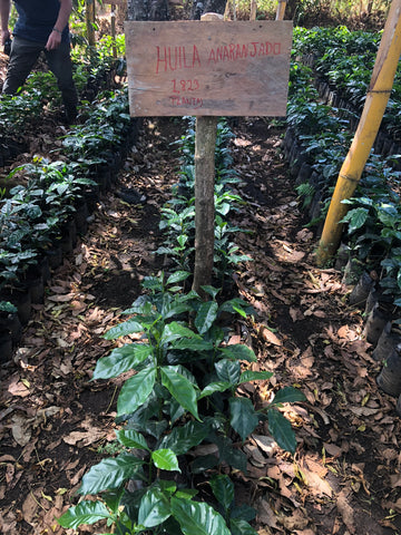 Coffee plant nursery El Salvador