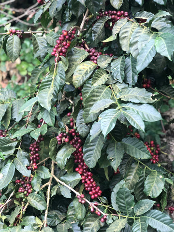Coffee cherries coffee plant