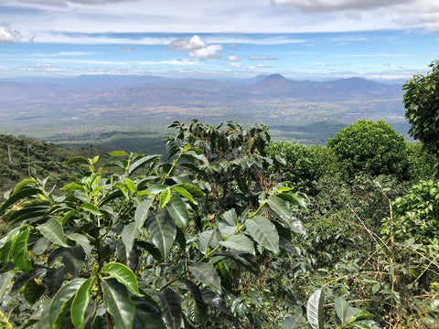 Finca El Salvador