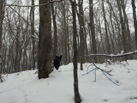 Manny peaking around a sugar maple tree in our new sugarbush