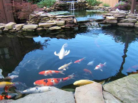 koi pond in an outdoor garden