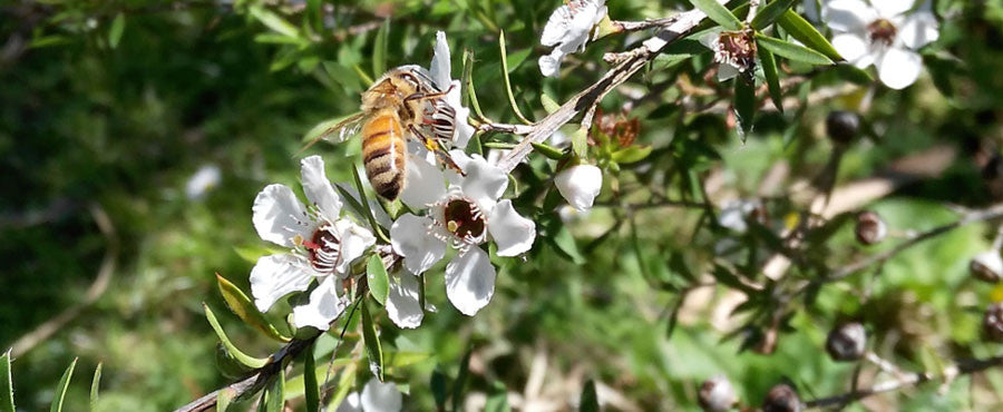 Manuka Tree